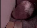 videos de Ham-Star Production 14 (smart)