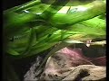 Red-tailed black shark / Feuerschwanz Fransenlipper [1/2]