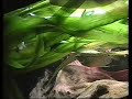 Red-tailed black shark / Feuerschwanz Fransenlipper [1/2]