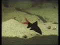 Red-tailed black shark / Feuerschwanz Fransenlipper [1/2]