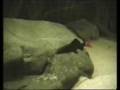 Red-tailed black shark / Feuerschwanz Fransenlipper [1/1]