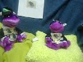 \"Stay Fly\" like a Frog