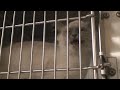 Pasco Libraries & PetSmart Charities Present - Video 1