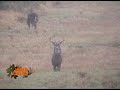 vamosdecaceria.com - Deer hunting in the rain