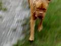 Mastiff Attack part 2!