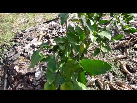 how to fertilize meyer lemon tree