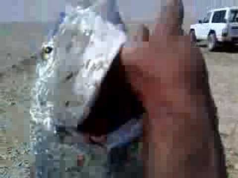 سبيطي خور العديد حجم عائلي qatar
