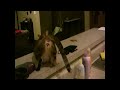 Horny Cat - Cat Gets Horny to Male Voice