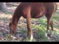 Rhune CDLC -2 - Arabian Horse