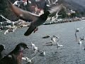 Trieste  Sea Carso and Holocaust.wmv