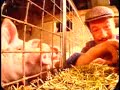 Les Gros cons - l'éleveur de cochons