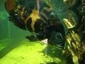 videos de tiger oscar @ Zoo Bochum