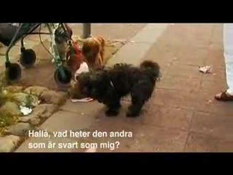 Visa filmklippet Visa filmklippet
