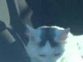 Kitty-Bitty-goes-to-