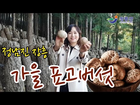 [흥미진진장흥 17호] 장흥 표고버섯
