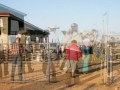 Click here to watch this video HorseshoeGala2012.mp4