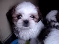 cute shih tzu