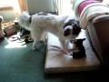 videos de Dog Wrestling: The New Guy