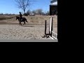 Walnut Groves Silks Treasure - For Sale Pony Finals Prospect