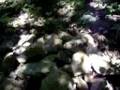 SEARCHING FOR THE BLAIR WITCH PART 3