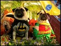 Coisas de Cachorro