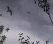Pigeons-eat-lewis's-chips