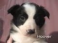 Border Collie Puppies 5 weeks old DarnFar