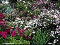 IN THE GARDEN BY DAVE GOURLEY