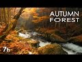 AUTUMN FOREST - RIVER SOUNDS - RELAXING NATUR ..