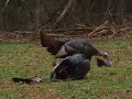 Turkey beheads Decoy 2