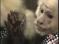 Monkey Riding A Dog