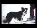 ??????????Dog sledging by Dachshund Edited