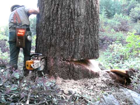 falling a bigger sugar pine