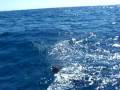 videos de 100 0980