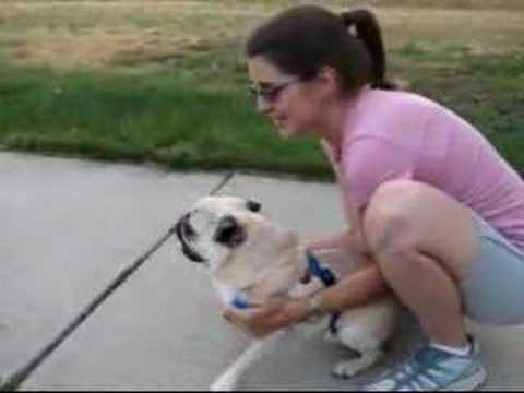 Screaming Pug Rocket
