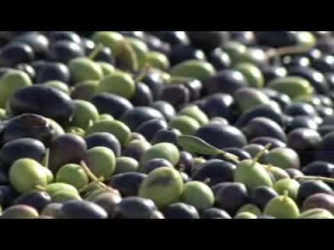 how to extract olive oil