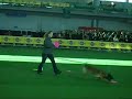 Owczarek belgijski MalinoisPoznań 10-11.11.2007Pokazy FrisbeeMIĘDZYNARODOWA WYSTAWA PSÓW RASOWYCH O PUCHAR EUROPY ŚRODKOWEJ I WSCHODNIEJ FCI