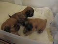 Kiwi's pups 033.avi