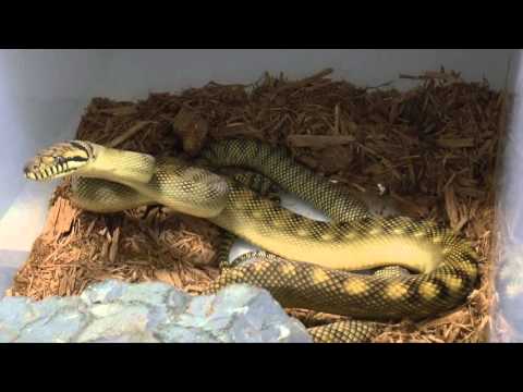 YouTube reptile video