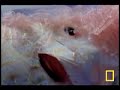 Sea Turtle Attacks Man-o-War