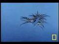 Sea Turtle Attacks... Bekijk video