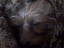 Puppers is Wakey Wakey (8 Nipples)
