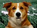 cane