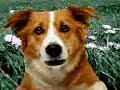 cane
