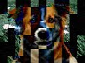 cane