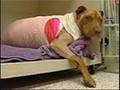 Pit-Bulls