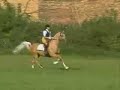 Win The Gold - Stallion Test Cross Country and Gallop Check