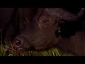 CALF survives Pack of LION