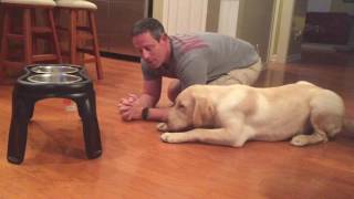 Лабрадор молится перед едой