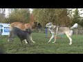 le chien citoyen 10